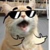 Cute Cat❤️‍🔥 10