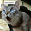 Котыки от 20