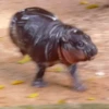 MooDeng 13