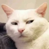 Котыки от 21