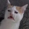 Cute Cat❤️‍🔥 11