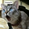 Котыки от 22