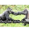 GAGAUZ 23