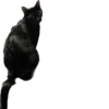 Valerian The Cat 13