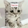 Котыки от 23