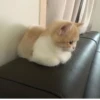 Cute Cat❤️‍🔥 13