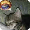 Cats 7