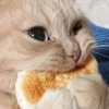 Котыки от 25