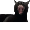 Valerian The Cat 14