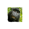 GAGAUZ 26