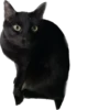 Valerian The Cat 15