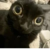 Cats 9
