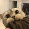 Котыки от 26