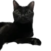 Valerian The Cat 16