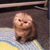 Cute Cat❤️‍🔥 14