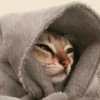 Котыки от 28