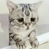 Котыки от 29