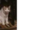 Cute Cat❤️‍🔥 15