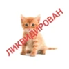 ЛИКВИДИРОВАН