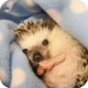 Hedgehogs 5