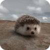 Hedgehogs 6