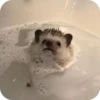 Hedgehogs 7