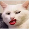 Cat vibes 5