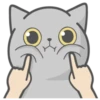 Cat Fullmoon 8
