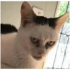 Cat vibes 6