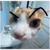 Cat vibes 7