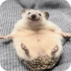 Hedgehogs 8