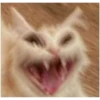 Cat vibes 8