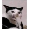 Cat vibes 9