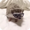 Hedgehogs 9