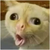 Cat vibes 10