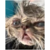 Cat vibes 11