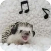 Hedgehogs 10