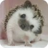 Hedgehogs 11