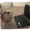 Hedgehogs 12
