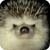 Hedgehogs 13