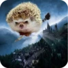 Hedgehogs 14