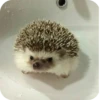 Hedgehogs 15
