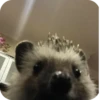 Hedgehogs 16