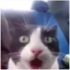 Cat vibes 12