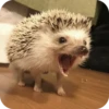 Hedgehogs 17