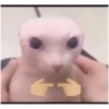 Cat vibes 13