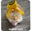 Hedgehogs 18