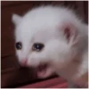 Cat vibes 14