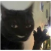 Cat vibes 15