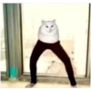 Cat vibes 16